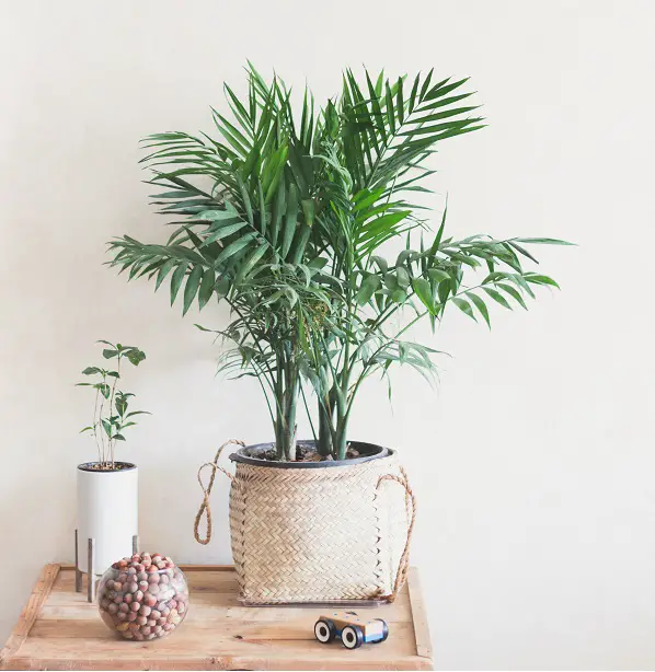Are Indoor Palms Toxic to Cats and Dogs? Check which Palms are harmful and which are not.