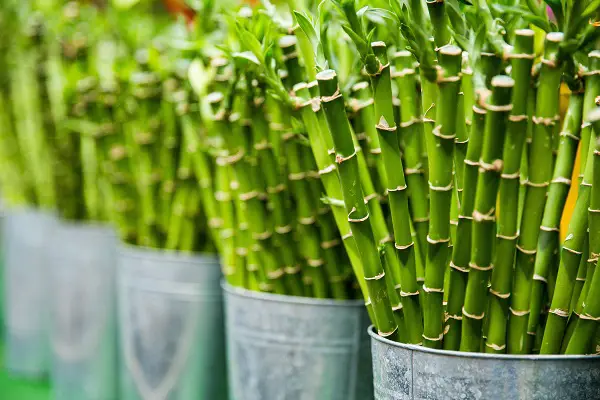 How to take care of lucky bamboo