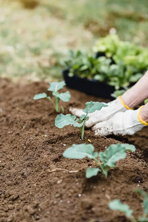 Which is The Best Fertilizer for Garden Plants? Artificial or Organic, Which One to Choose?