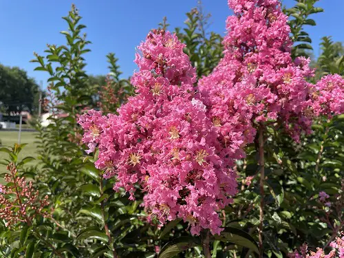 7 Flowering Trees for Warm and Coastal Weather