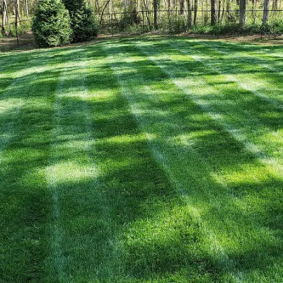 How to Fertilize Your Grass to Make it Grow Faster?