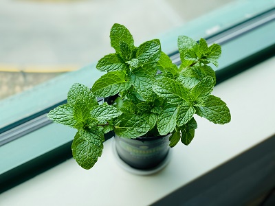Indoor Water Plants and Herbs That You Can Grow All Year Long