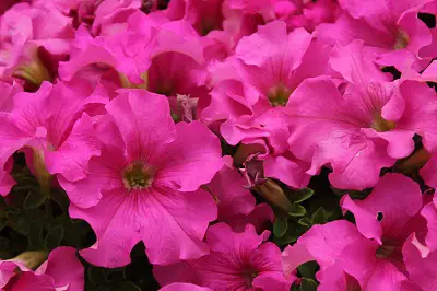 Plants With Pink Flowers You Should Add to Your Garden