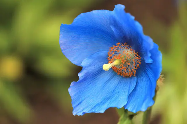 Plants with Blue Flowers You Should Add to Your Garden